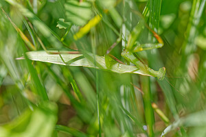 Mantis religiosa (Mantidae)  - Mante religieuse - Praying Mantis Savoie [France] 05/07/2022 - 230m