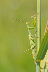 Mantis religiosa (Mantidae)  - Mante religieuse - Praying Mantis Savoie [France] 05/07/2022 - 230m