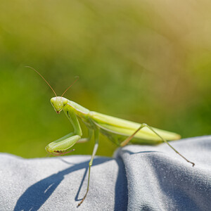 Mantis religiosa (Mantidae)  - Mante religieuse - Praying Mantis Savoie [France] 05/07/2022 - 230m