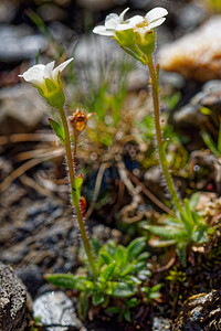 Saxifraga androsacea (Saxifragaceae)  - Saxifrage androsace, Saxifrage fausse androsace Savoie [France] 08/07/2022 - 2740m