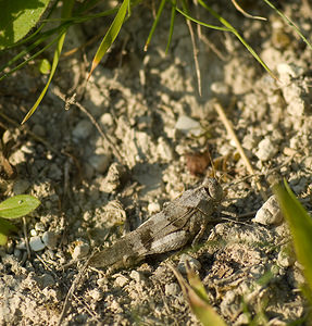 Oedipoda caerulescens (Acrididae)  - Oedipode turquoise, Criquet à ailes bleues - Blue-winged Grasshopper Marne [France] 30/08/2008 - 150m