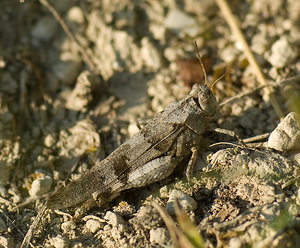 Oedipoda caerulescens (Acrididae)  - Oedipode turquoise, Criquet à ailes bleues - Blue-winged Grasshopper Marne [France] 30/08/2008 - 150m