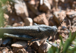 Anacridium aegyptium (Acrididae)  - Criquet égyptien Pyrenees-Orientales [France] 22/04/2009 - 230m