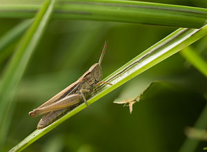 Chorthippus albomarginatus (Acrididae)  - Criquet marginé - Lesser Marsh Grasshopper Norfolk [Royaume-Uni] 15/07/2009