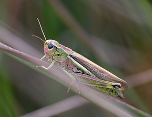 Stethophyma grossum (Acrididae)  - Criquet ensanglanté, oedipode ensanglantée - Large Marsh Grasshopper Marne [France] 29/08/2009 - 160m