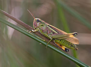 Stethophyma grossum (Acrididae)  - Criquet ensanglanté, oedipode ensanglantée - Large Marsh Grasshopper Marne [France] 29/08/2009 - 160m