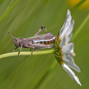 Chorthippus dorsatus (Acrididae)  - Criquet verte-échine Herault [France] 24/05/2010 - 180m
