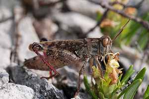 Calliptamus italicus (Acrididae)  - Caloptène italien, Criquet italien, Calliptame italique, Criquet italique Meuse [France] 12/07/2010 - 340m
