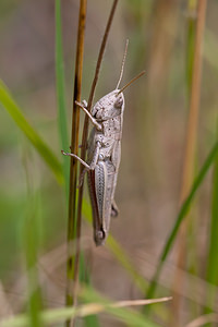 Chrysochraon dispar (Acrididae)  - Criquet des clairières Meuse [France] 12/07/2010 - 340m