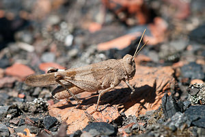 Oedipoda caerulescens (Acrididae)  - Oedipode turquoise, Criquet à ailes bleues - Blue-winged Grasshopper Nord [France] 18/07/2010 - 30m