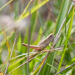 Chrysochraon dispar (Acrididae)  - Criquet des clairières Philippeville [Belgique] 04/09/2010 - 270m