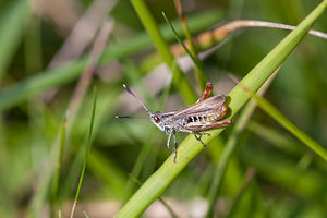 Gomphocerippus rufus (Acrididae)  - Gomphocère roux, Gomphocère, Gomphocère fauve - Rufous Grasshopper Philippeville [Belgique] 04/09/2010 - 270m