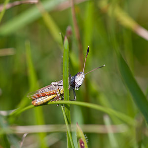 Gomphocerippus rufus (Acrididae)  - Gomphocère roux, Gomphocère, Gomphocère fauve - Rufous Grasshopper Philippeville [Belgique] 04/09/2010 - 270m