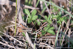 Gomphocerippus rufus (Acrididae)  - Gomphocère roux, Gomphocère, Gomphocère fauve - Rufous Grasshopper Philippeville [Belgique] 04/09/2010 - 180m