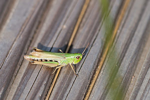 Pseudochorthippus parallelus (Acrididae)  - Criquet des pâtures, Oedipode parallèle - Meadow Grasshopper Ardennes [France] 05/09/2010 - 320mfemelle macropt?re