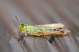 Pseudochorthippus parallelus (Acrididae)  - Criquet des pâtures, Oedipode parallèle - Meadow Grasshopper Ardennes [France] 05/09/2010 - 320mfemelle macropt?re
