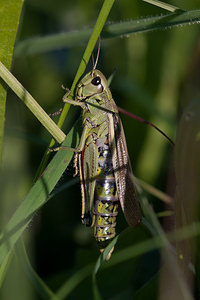 Stethophyma grossum (Acrididae)  - Criquet ensanglanté, oedipode ensanglantée - Large Marsh Grasshopper Marne [France] 18/09/2010 - 160m