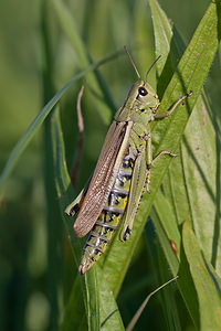 Stethophyma grossum (Acrididae)  - Criquet ensanglanté, oedipode ensanglantée - Large Marsh Grasshopper Marne [France] 18/09/2010 - 160m