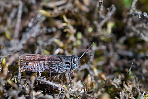 Calliptamus italicus (Acrididae)  - Caloptène italien, Criquet italien, Calliptame italique, Criquet italique Meuse [France] 08/10/2010 - 340m