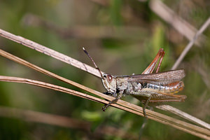 Gomphocerippus rufus (Acrididae)  - Gomphocère roux, Gomphocère, Gomphocère fauve - Rufous Grasshopper Meuse [France] 08/10/2010 - 350m