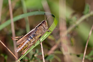 Gomphocerippus rufus (Acrididae)  - Gomphocère roux, Gomphocère, Gomphocère fauve - Rufous Grasshopper Meuse [France] 08/10/2010 - 350m