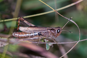 Gomphocerippus rufus (Acrididae)  - Gomphocère roux, Gomphocère, Gomphocère fauve - Rufous Grasshopper  [France] 09/10/2010 - 230m