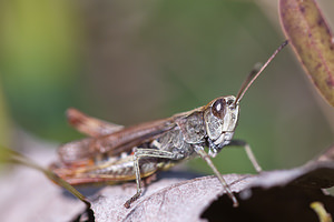 Gomphocerippus rufus (Acrididae)  - Gomphocère roux, Gomphocère, Gomphocère fauve - Rufous Grasshopper  [France] 09/10/2010 - 240m