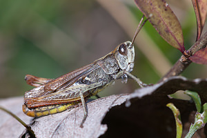 Gomphocerippus rufus (Acrididae)  - Gomphocère roux, Gomphocère, Gomphocère fauve - Rufous Grasshopper  [France] 09/10/2010 - 240m