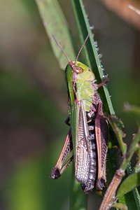 Stenobothrus lineatus (Acrididae)  - Criquet de la Palène, Sténobothre ligné, Criquet du Brachypode - Stripe-winged Grasshopper Marne [France] 09/10/2010 - 240m