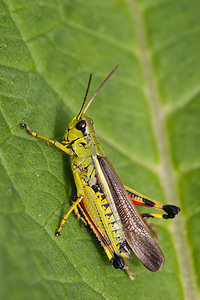 Stethophyma grossum (Acrididae)  - Criquet ensanglanté, oedipode ensanglantée - Large Marsh Grasshopper Marne [France] 08/10/2010 - 170m