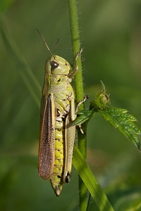 Stethophyma grossum (Acrididae)  - Criquet ensanglanté, oedipode ensanglantée - Large Marsh Grasshopper Marne [France] 08/10/2010 - 170m