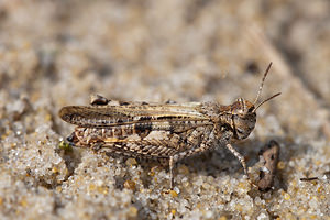 Acrotylus insubricus (Acrididae)  - Oedipode grenadine, Oedipode milanaise  [France] 02/05/2011