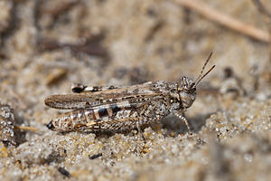 Acrotylus insubricus (Acrididae)  - Oedipode grenadine, Oedipode milanaise  [France] 02/05/2011 - 10m