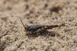 Acrotylus insubricus (Acrididae)  - Oedipode grenadine, Oedipode milanaise  [France] 02/05/2011 - 10m