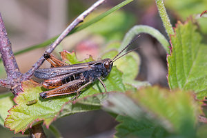 Omocestus rufipes (Acrididae)  - Criquet noir-ébène - Woodland Grasshopper  [France] 02/05/2011