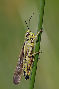 Stethophyma grossum (Acrididae)  - Criquet ensanglanté, oedipode ensanglantée - Large Marsh Grasshopper Marne [France] 25/05/2011 - 90m