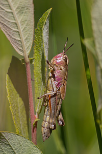 Stethophyma grossum (Acrididae)  - Criquet ensanglanté, oedipode ensanglantée - Large Marsh Grasshopper Marne [France] 25/05/2011 - 90m