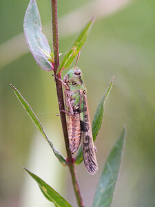Aiolopus thalassinus (Acrididae)  - Oedipode émeraudine Metropole de Lyon [France] 23/07/2014 - 180m