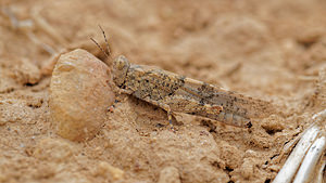 Jacobsiella imitans (Acrididae)  Albacete [Espagne] 04/05/2015 - 450m