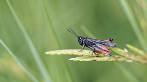 Omocestus rufipes (Acrididae)  - Criquet noir-ébène - Woodland Grasshopper Alpes-de-Haute-Provence [France] 28/06/2018 - 480m